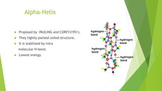 Alpha-Helix
 Proposed by –PAULING and COREY(1951).
 They tightly packed coiled structure.
 It is stabilized by intra
molecular H-bond.
 Lowest energy.
 