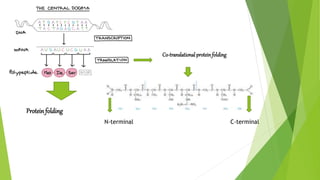 Co-translationalproteinfolding
Protein folding
C-terminalN-terminal
 