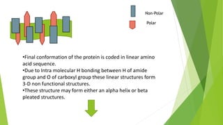 Non-Polar
Polar
•Final conformation of the protein is coded in linear amino
acid sequence.
•Due to Intra molecular H bonding between H of amide
group and O of carboxyl group these linear structures form
3-D non functional structures.
•These structure may form either an alpha helix or beta
pleated structures.
 