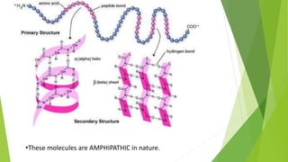 •These molecules are AMPHIPATHIC in nature.
 
