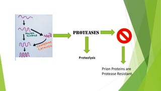 Prion Proteins are
Protease Resistant.
 