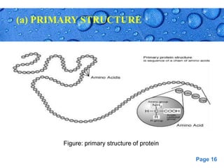Page 16
Figure: primary structure of protein
(a) PRIMARY STRUCTURE
 
