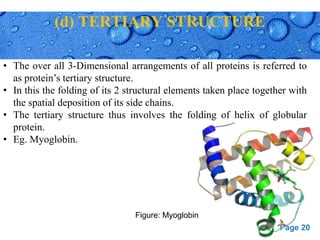 Page 20
(d) TERTIARY STRUCTURE
• The over all 3-Dimensional arrangements of all proteins is referred to
as protein’s tertiary structure.
• In this the folding of its 2 structural elements taken place together with
the spatial deposition of its side chains.
• The tertiary structure thus involves the folding of helix of globular
protein.
• Eg. Myoglobin.
Figure: Myoglobin
 