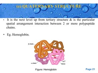 Page 21
(e) QUATERNARY STRUCTURE
• It is the next level up from tertiary structure & is the particular
spatial arrangement interaction between 2 or more polypeptide
chains.
• Eg. Hemoglobin.
Figure: Hemoglobin
 