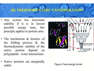 Page 22
(B) THERMODYNAMIC CONSIDERATION
• Any system has maximum
stability if it is in lowest
possible energy state, this
principle applies to protein also.
• The mechanism & kinetics of
the folding process & the
thermodynamic stability of the
native protein depend on
polypeptide –water interactions.
• Native proteins are marginally
stable. Figure: Free energy funnel
 