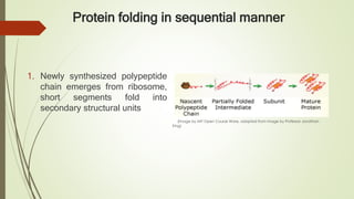 Protein folding in sequential manner
(Image by MIT Open Course Ware, adapted from image by Professor Jonathan
King)
1. Newly synthesized polypeptide
chain emerges from ribosome,
short segments fold into
secondary structural units
 
