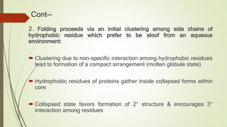 Cont--
2. Folding proceeds via an initial clustering among side chains of
hydrophobic residue which prefer to be aloof from an aqueous
environment:
 Clustering due to non-specific interaction among hydrophobic residues
lead to formation of a compact arrangement (molten globule state)
 Hydrophobic residues of proteins gather inside collapsed forms within
core
 Collapsed state favors formation of 2° structure & encourages 3°
interaction among residues
 