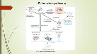 Proteostasis pathways
Fig.4.25. Lehninger Principles of Biochemistry, 6th Ed.
 
