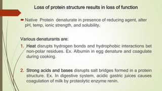 Loss of protein structure results in loss of function
Native Protein denaturate in presence of reducing agent, alter
pH, temp, ionic strength, and solubility.
Various denaturants are:
1. Heat disrupts hydrogen bonds and hydrophobic interactions bet
non-polar residues. Ex. Albumin in egg denature and coagulate
during cooking.
2. Strong acids and bases disrupts salt bridges formed in a protein
structure. Ex. In digestive system, acidic gastric juices causes
coagulation of milk by proteolytic enzyme renin.
 