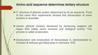 Amino acid sequence determines tertiary structure
 3° structure of globular protein determined by its aa sequence. Proof
of this came from experiments showed that denaturation of some
proteins is reversible
 Certain globular proteins denatured by denaturing reagents will
regain their stable native structure and biological activity. This
process is called renaturation.
 Denaturation and renaturation of ribonuclease A, demonstrated by
Christian B Anfinsen got Nobel prize in chemistry 1972
 