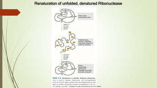 Lehninger Principles of Biochemistry by David L Nelson
Renaturation of unfolded, denatured Ribonuclease
 