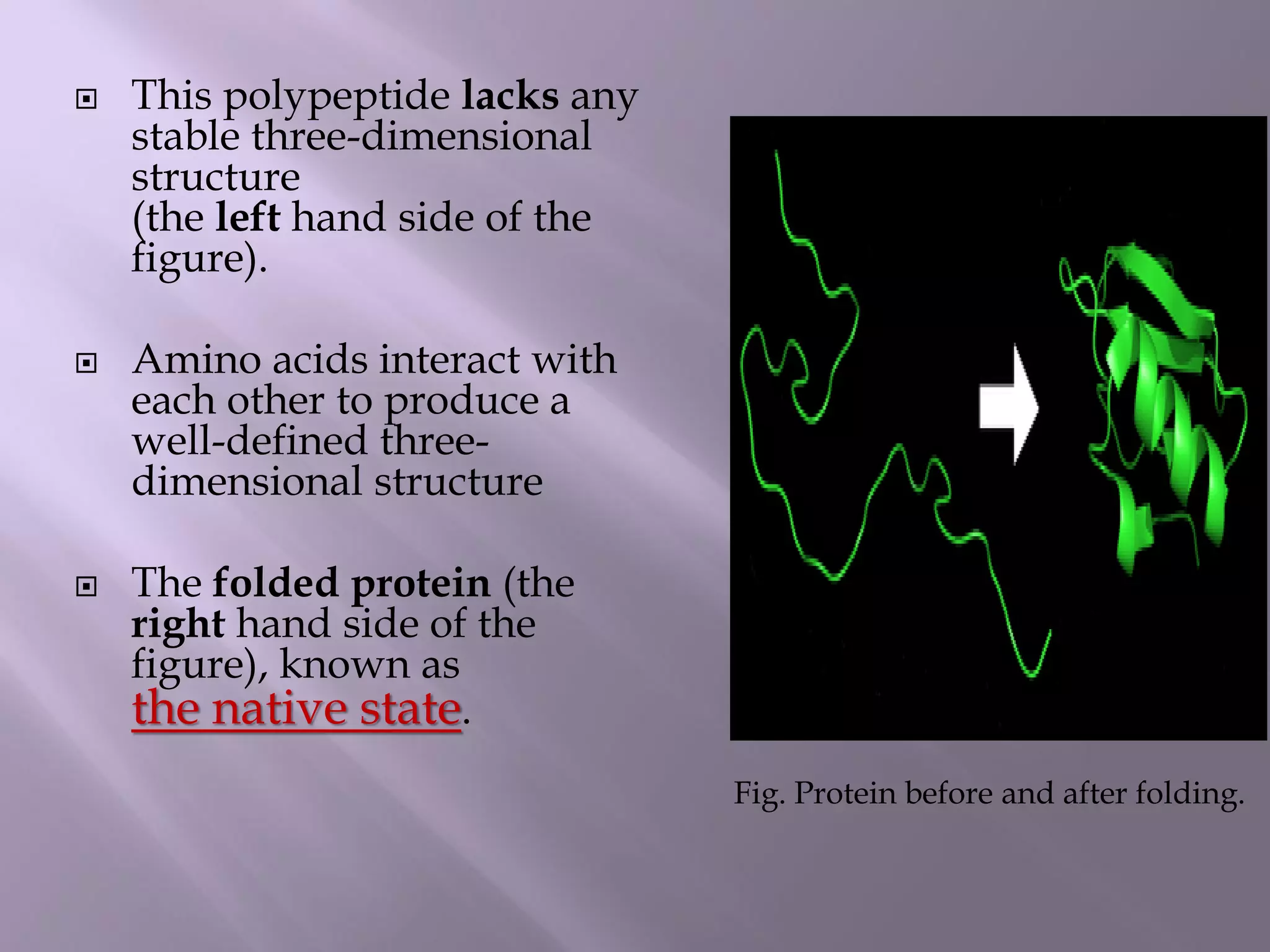  This polypeptide lacks any
stable three-dimensional
structure
(the left hand side of the
figure).
 Amino acids interact with
each other to produce a
well-defined three-
dimensional structure
 The folded protein (the
right hand side of the
figure), known as
the native state.
Fig. Protein before and after folding.
 