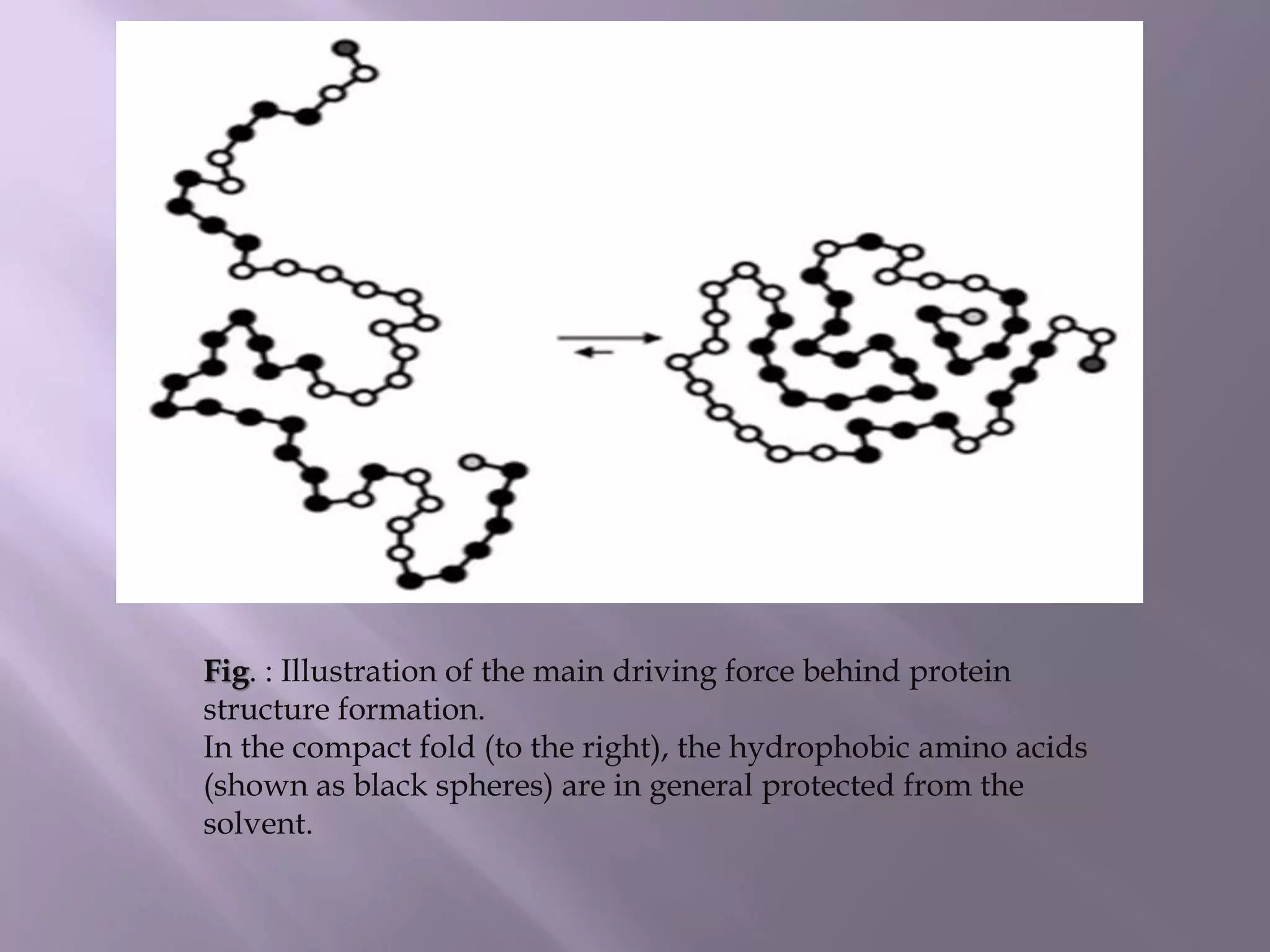 Fig. : Illustration of the main driving force behind protein
structure formation.
In the compact fold (to the right), the hydrophobic amino acids
(shown as black spheres) are in general protected from the
solvent.
 