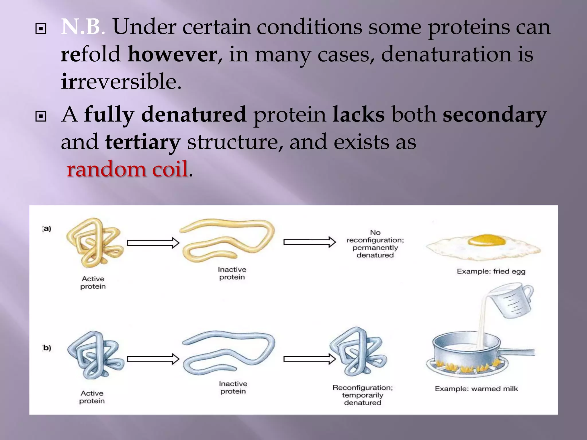  N.B. Under certain conditions some proteins can
refold however, in many cases, denaturation is
irreversible.
 A fully denatured protein lacks both secondary
and tertiary structure, and exists as
random coil.
 