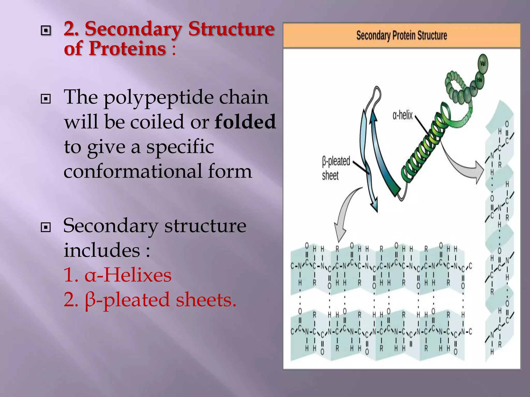  2. Secondary Structure
of Proteins :
 The polypeptide chain
will be coiled or folded
to give a specific
conformational form
 Secondary structure
includes :
1. α-Helixes
2. β-pleated sheets.
 