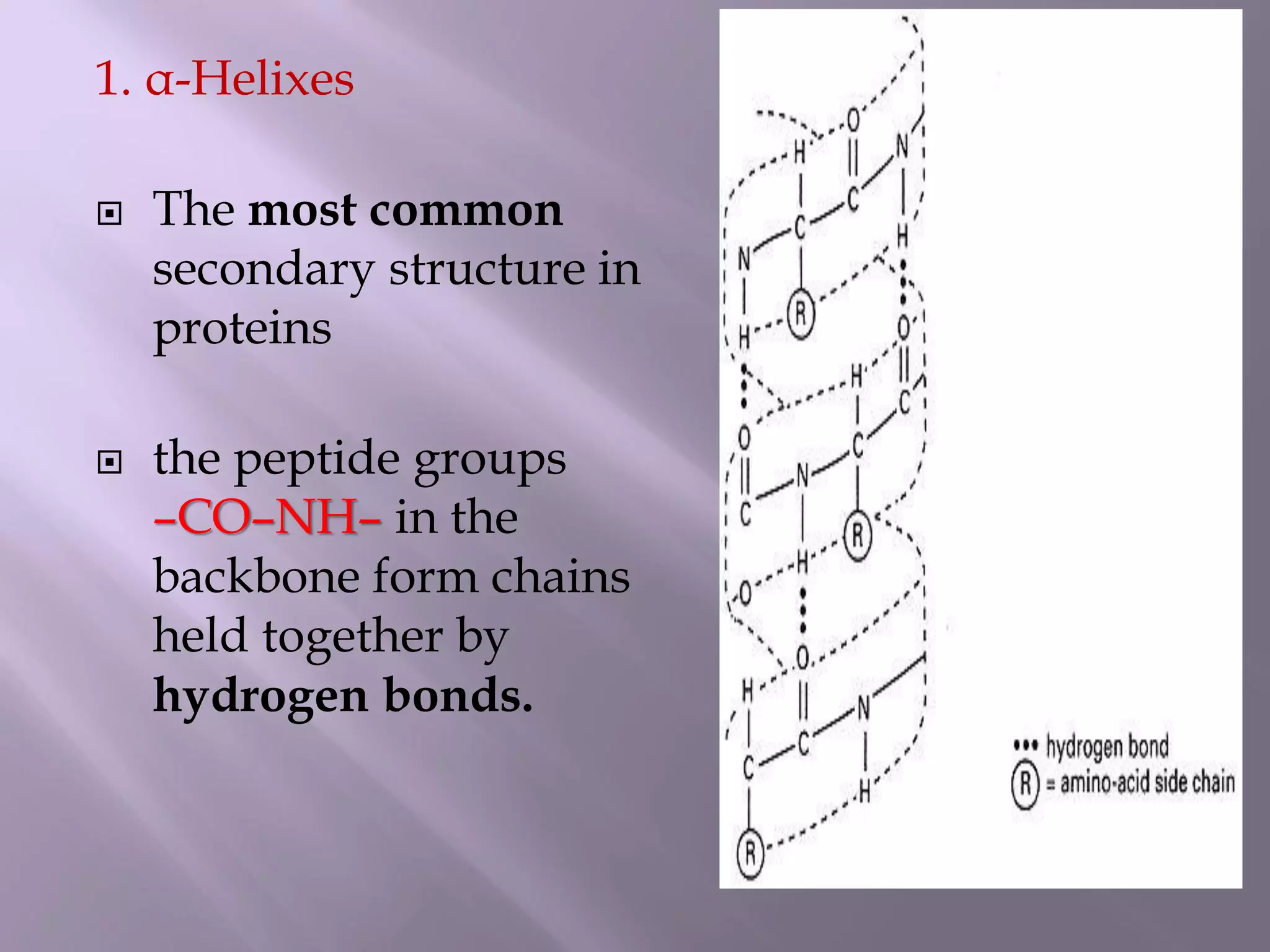 1. α-Helixes
 The most common
secondary structure in
proteins
 the peptide groups
–CO–NH– in the
backbone form chains
held together by
hydrogen bonds.
 