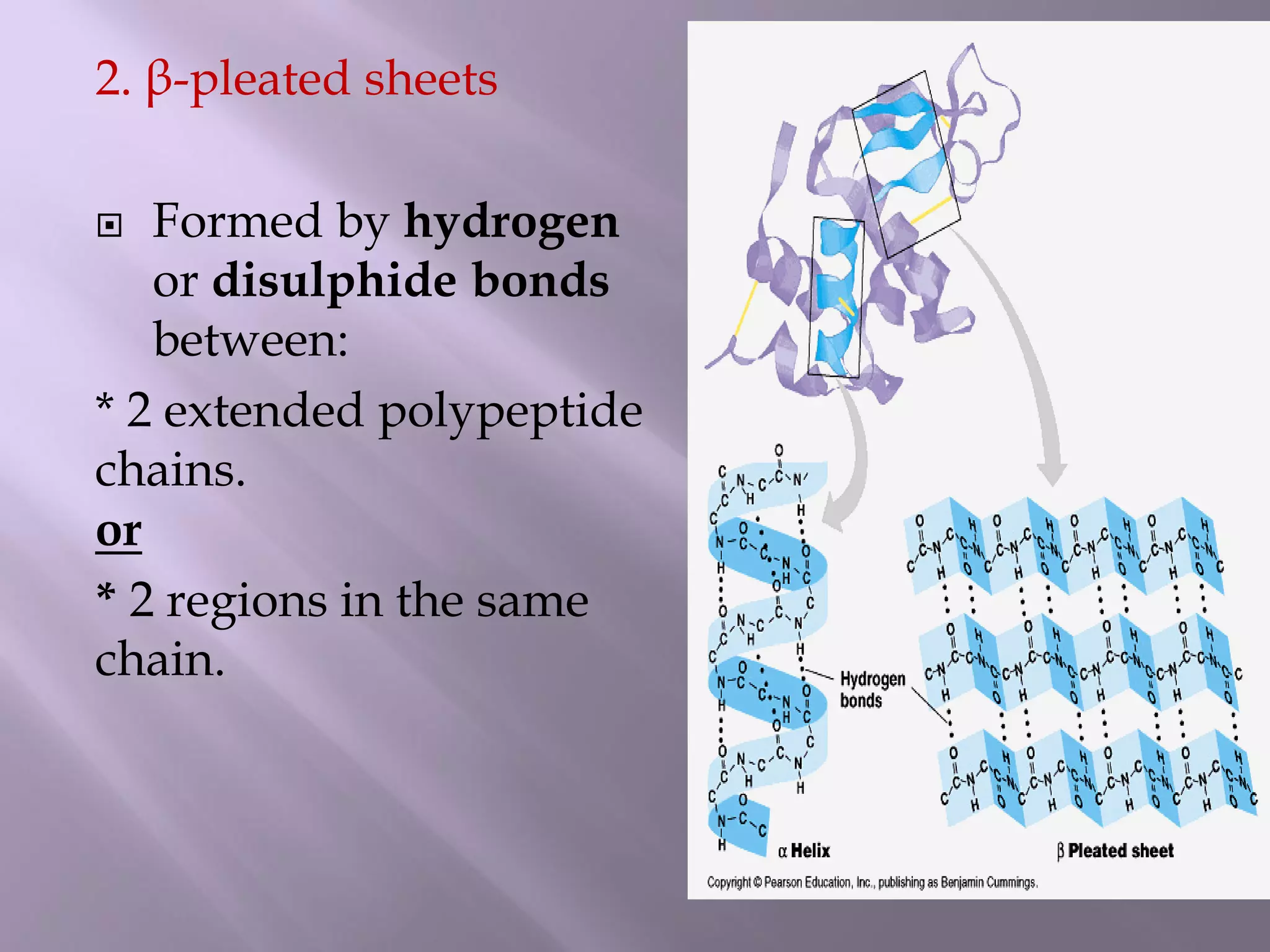 2. β-pleated sheets
 Formed by hydrogen
or disulphide bonds
between:
* 2 extended polypeptide
chains.
or
* 2 regions in the same
chain.
 