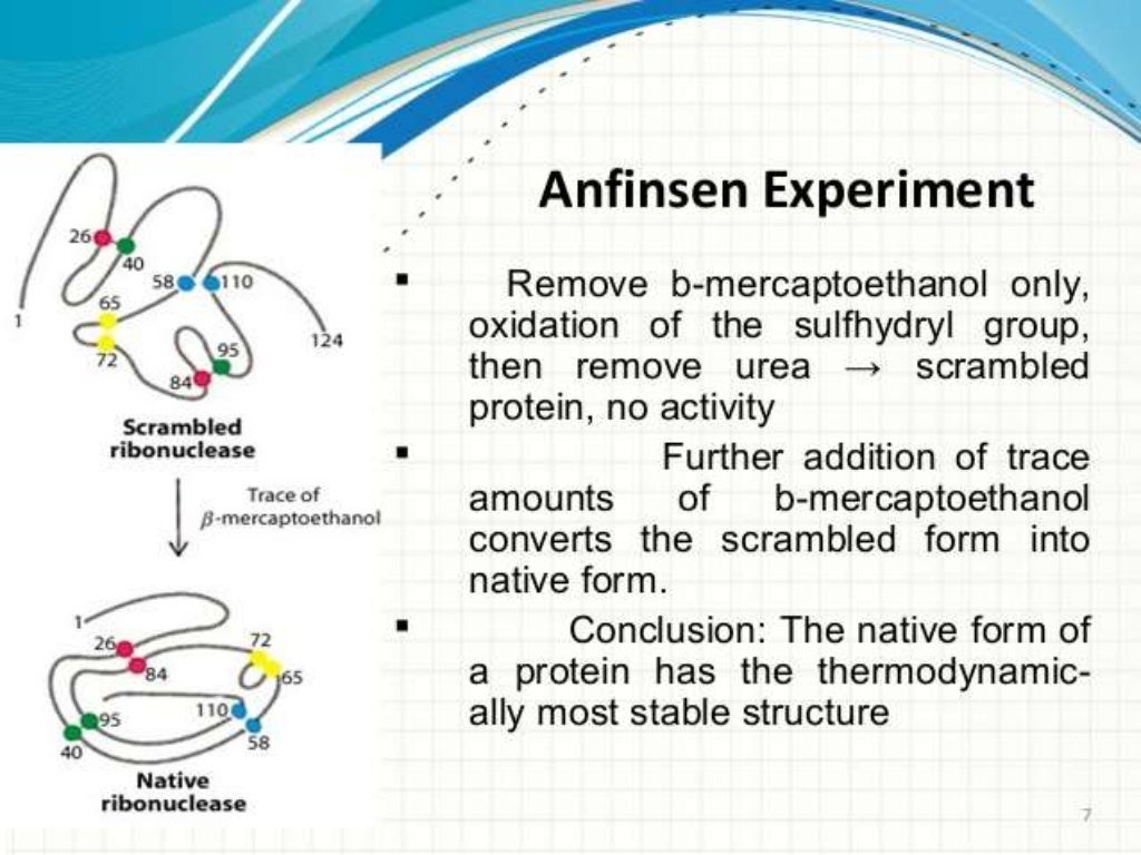 Protein Folding Mechanism