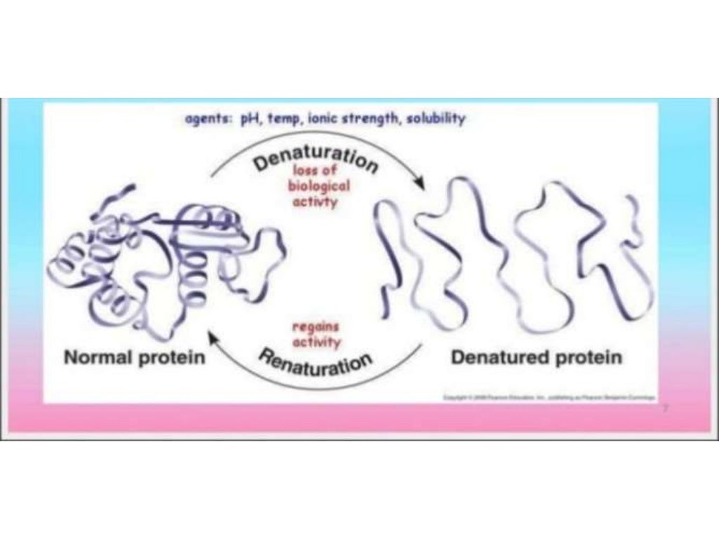Protein Folding Mechanism