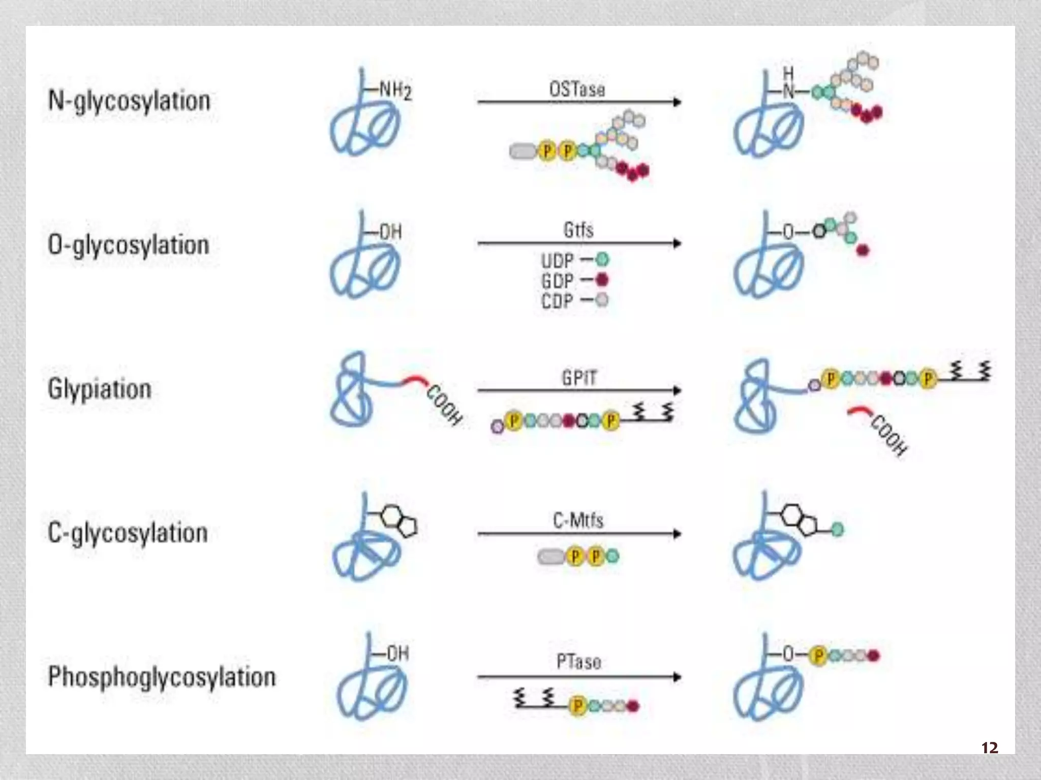 Protein glycosylation and its associated disorders | PPTX