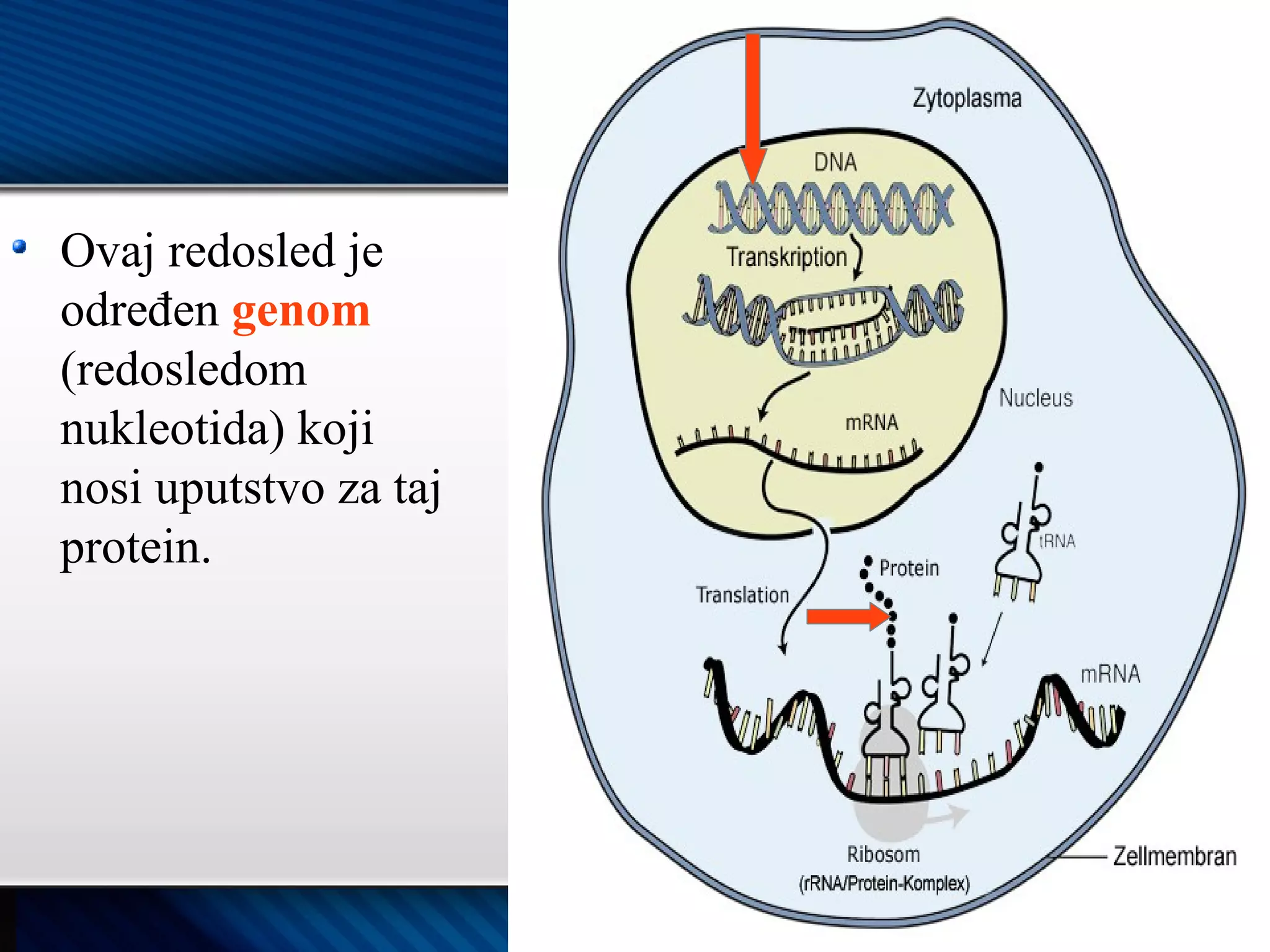 Proteini | PPT