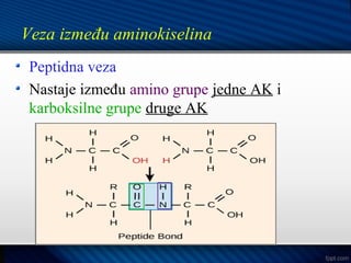 Veza između aminokiselina
Peptidna veza
Nastaje između amino grupe jedne AK i
karboksilne grupe druge AK
 