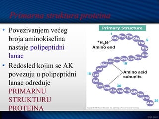Povezivanjem većeg
broja aminokiselina
nastaje polipeptidni
lanac
Redosled kojim se AK
povezuju u polipeptidni
lanac određuje
PRIMARNU
STRUKTURU
PROTEINA
Primarna struktura proteina
 