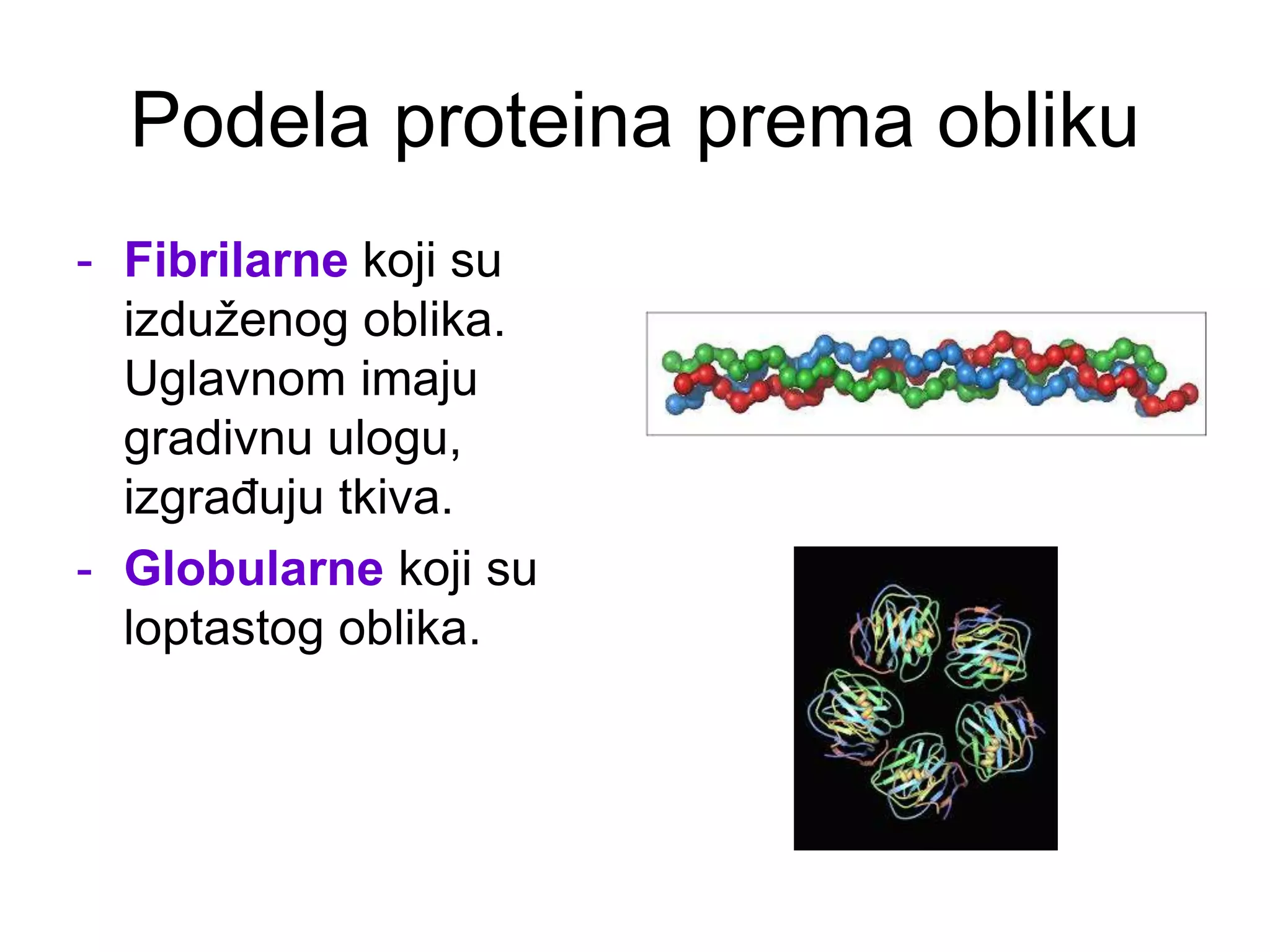 Podela proteina prema obliku
- Fibrilarne koji su
izduženog oblika.
Uglavnom imaju
gradivnu ulogu,
izgrađuju tkiva.
- Globularne koji su
loptastog oblika.
 