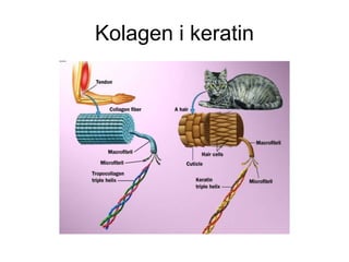 Kolagen i keratin
 