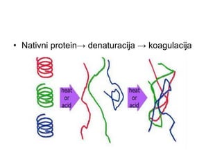 • Nativni protein→ denaturacija → koagulacija
 