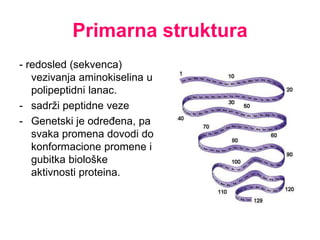 Primarna struktura
- redosled (sekvenca)
vezivanja aminokiselina u
polipeptidni lanac.
- sadrži peptidne veze
- Genetski je određena, pa
svaka promena dovodi do
konformacione promene i
gubitka biološke
aktivnosti proteina.
 