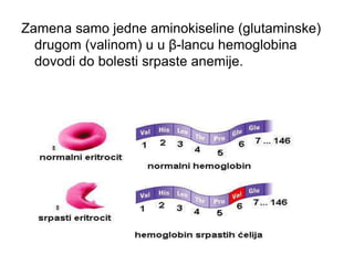 Zamena samo jedne aminokiseline (glutaminske)
drugom (valinom) u u β-lancu hemoglobina
dovodi do bolesti srpaste anemije.
 