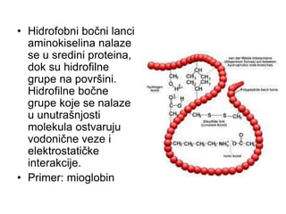 • Hidrofobni bočni lanci
aminokiselina nalaze
se u sredini proteina,
dok su hidrofilne
grupe na površini.
Hidrofilne bočne
grupe koje se nalaze
u unutrašnjosti
molekula ostvaruju
vodonične veze i
elektrostatičke
interakcije.
• Primer: mioglobin
 