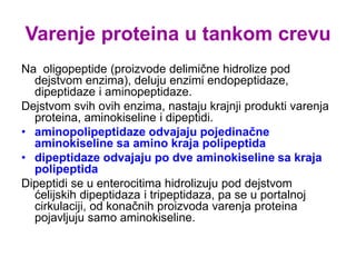 Varenje proteina u tankom crevu
Na oligopeptide (proizvode delimične hidrolize pod
dejstvom enzima), deluju enzimi endopeptidaze,
dipeptidaze i aminopeptidaze.
Dejstvom svih ovih enzima, nastaju krajnji produkti varenja
proteina, aminokiseline i dipeptidi.
• aminopolipeptidaze odvajaju pojedinačne
aminokiseline sa amino kraja polipeptida
• dipeptidaze odvajaju po dve aminokiseline sa kraja
polipeptida
Dipeptidi se u enterocitima hidrolizuju pod dejstvom
ćelijskih dipeptidaza i tripeptidaza, pa se u portalnoj
cirkulaciji, od konačnih proizvoda varenja proteina
pojavljuju samo aminokiseline.
 