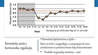 Ravnoteža azota i
hormonska regulacija
• Ravnoteža bjelančevina u tijelu =
Stare se troše i razgrađuju, a zamjenjuju ih nove
sintetizirane iz proteina hrane koju konzumiramo
• Produkt razgradnje proteina = azot
 