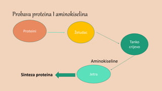Probava proteina I aminokiselina
Aminokiseline
Sinteza proteina
Proteini Želudac
Tanko
crijevo
Jetra
 