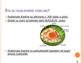 ŠTA SU NUKLEINSKE KISELINE?
   Nukleinske kiseline su otkrivene u XIX vijeku u jedru.
   Dobile su naziv od latinske riječi NUCLEUS - jedro.




   Nukleinske kiseline su polinukleotidi izgraĎeni od dugih
    lanaca nukleotida.
 