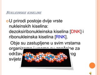 NUKLEINSKE KISELINE
U  prirodi postoje dvije vrste
 nukleinskih kiselina:
 dezoksiribonukleinska kiselina [DNK] i
 ribonukleinska kiselina [RNK].
  Obje su zastupljene u svim vrstama
 organizama i veoma su značajne za
 održavanje života i evoluciju živog
 svijeta.
 