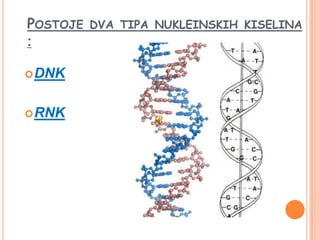 POSTOJE   DVA TIPA NUKLEINSKIH KISELINA
:

 DNK


 RNK
 