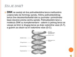 ŠTA JE DNK?
   DNK se sastoji od dva polinukleotidna lanca meĎusobno
    uvijena tako da formiraju spiralu. Kičmu polinukleotidnog
    lanca čine dezoksiribofosfati dok su purinske i pirimidinske
    baze isturene prema centru spirale. Polinukleotidni lanci u
    molekulu DNK su komplementarni - adenin iz jednog lanca se
    vezuje za timin iz drugog lanca sa dvije vodonične veze (A-T),
    a guanin za citozin sa tri vodonične veze (G-C).
 