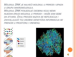 MOLEKUL DNK JE NAJVEĆI MOLEKUL U PRIRODI I SPADA
U GRUPU MAKROMOLEKULA.
MOLEKUL DNK POSJEDUJE OSOBINU KOJU NEMA
NIJEDAN DRUGI MOLEKUL U PRIRODI – MOŽE SAM SEBE
DA STVARA. OVAJ PROCES NAZIVA SE REPLIKACIJA I
ZAHVALJUJUĆI TOJ OSOBINI GENETIČKA INFORMACIJA SE
PRENOSI U PROSTORU I VREMENU.
 