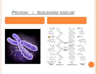 PROTEINI   I   NUKLEINSKE KISELINE
 