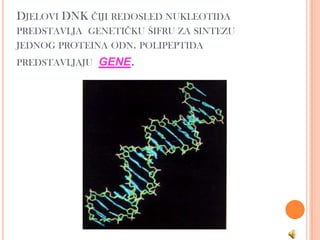 DJELOVI DNK ČIJI REDOSLED NUKLEOTIDA
PREDSTAVLJA GENETIČKU ŠIFRU ZA SINTEZU
JEDNOG PROTEINA ODN. POLIPEPTIDA
PREDSTAVLJAJU GENE.
 