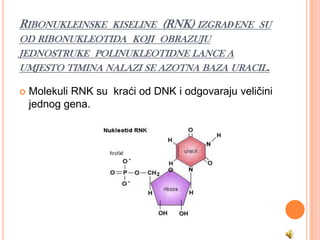 RIBONUKLEINSKE KISELINE (RNK) IZGRAĐENE SU
OD RIBONUKLEOTIDA KOJI OBRAZUJU
JEDNOSTRUKE POLINUKLEOTIDNE LANCE A
UMJESTO TIMINA NALAZI SE AZOTNA BAZA URACIL.

   Molekuli RNK su kraći od DNK i odgovaraju veličini
    jednog gena.
 