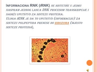 INFORMACIONA RNK (IRNK) SE SINTETIŠE U JEDRU
NASPRAM JEDNOG LANCA DNK PROCESOM TRANSKRIPCIJE I
SADRŽI UPUTSTVO ZA SINTEZU PROTEINA.
ULOGA IRNK JE DA TO UPUTSTVO (INFORMACIJU) ZA
SINTEZU POLIPEPTIDA PRENESE DO RIBOZOMA (MJESTO
SINTEZE PROTEINA),
 