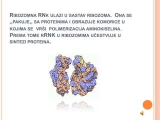 RIBOZOMNA RNK ULAZI U SASTAV RIBOZOMA. ONA SE
,,PAKUJE,, SA PROTEINIMA I OBRAZUJE KOMORICE U
KOJIMA SE VRŠI POLIMERIZACIJA AMINOKISELINA.
PREMA TOME RRNK U RIBOZOMIMA UČESTVUJE U
SINTEZI PROTEINA.
 