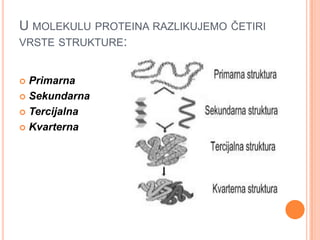 U MOLEKULU PROTEINA RAZLIKUJEMO ČETIRI
VRSTE STRUKTURE:


 Primarna
 Sekundarna

 Tercijalna

 Kvarterna
 