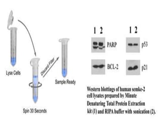 Protein Isolation Lab Protein isolation | PPTX