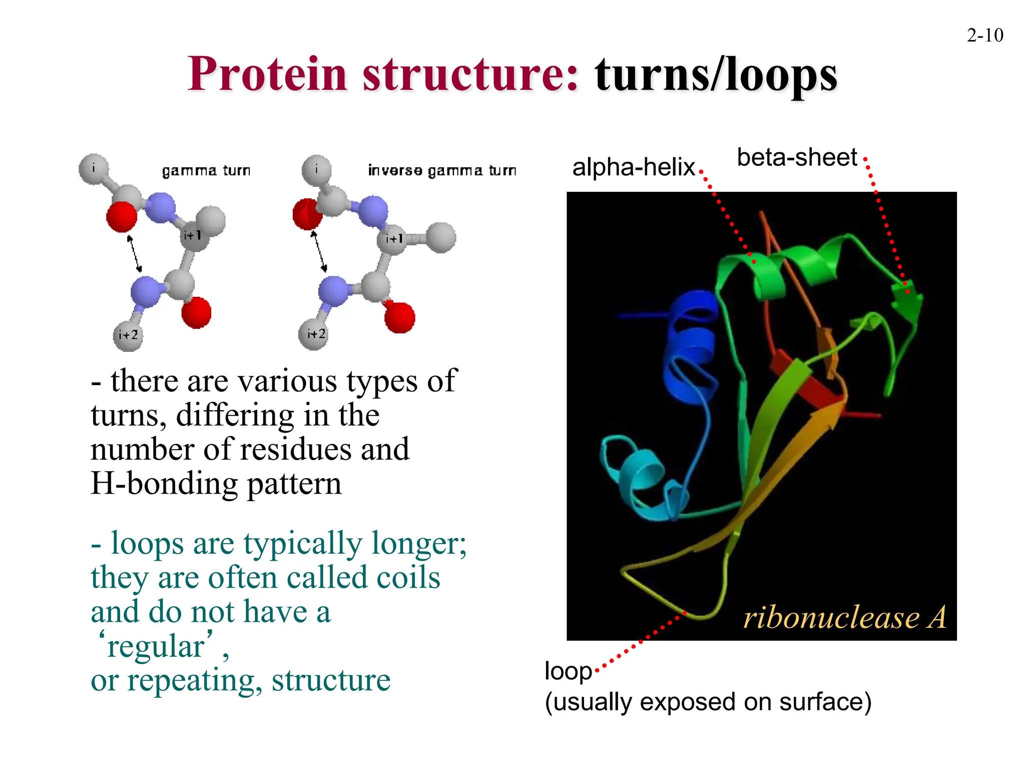 protein Lec.1.ppt