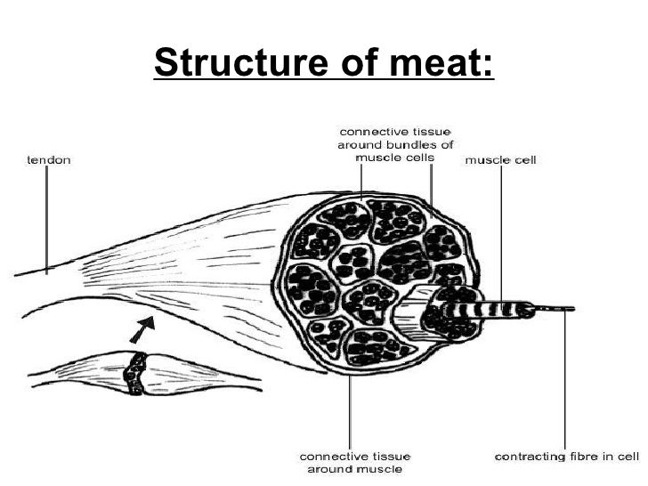 Protein; meat